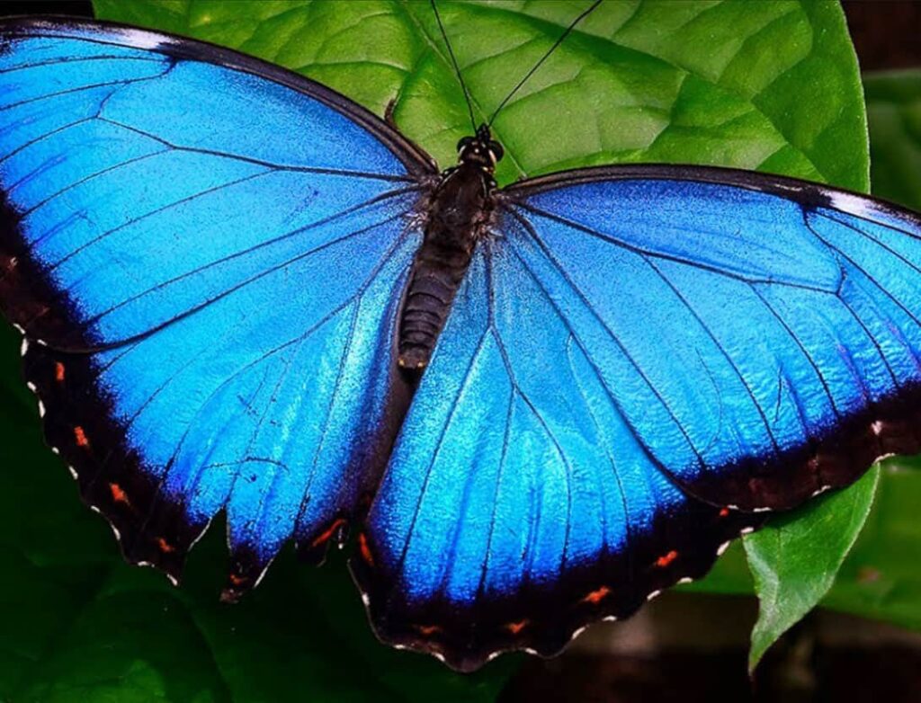 butterfly